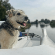 Hund auf dem Hausboot