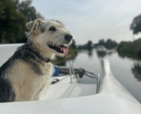 Hund auf dem Hausboot