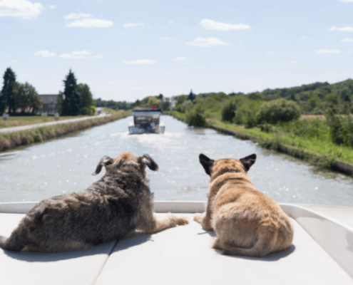 Zwei Hunde auf dem Hausboot